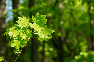 Young green maple leaves on blurred background.