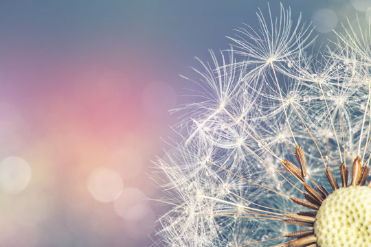 Close-up of dandelion seeds on blue natural background