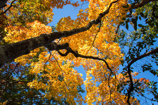 Colorful autumn leaves in idyllic Onuma Quasi National Park, Hokkaido, Japan