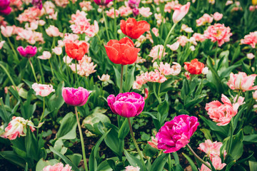 Tulip. Colorful tulips in spring on the flowerbed in the park