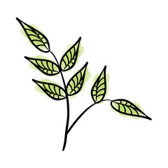 leafs plant decorative icon vector illustration design