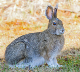 Alaskan Tundra Hare