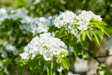 Flowering pear tree. White flowers and green leaves on the branches. Fruit garden in spring.
