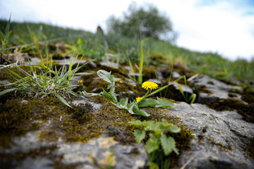 Lowenzahn am Rheinufer