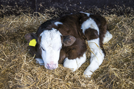 Hereford calf with a yellow ear mark