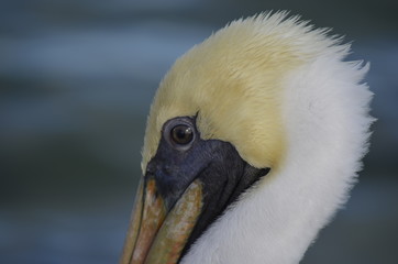 pelican