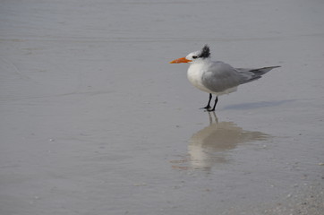 seagull5