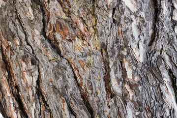 Tree background