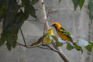 Oriole feeding baby