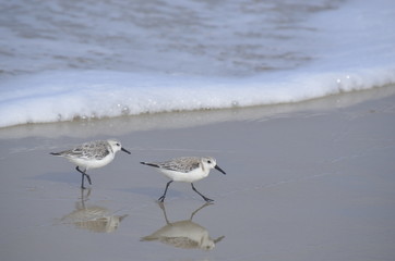 sandpipers2