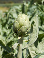 Artichoke growing in a field with shallow depth of field.