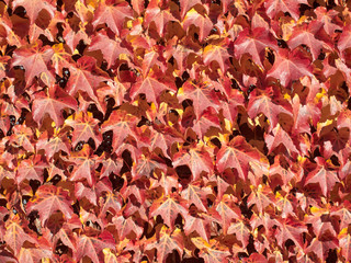 Red autumn leaves (background pattern).