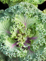 Growing salad in a graphic composition of greens.