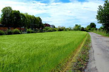 Rural unpaved road and green wheat field