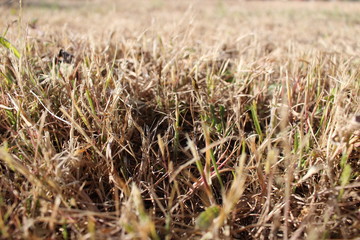 herbe sèche dans un pré