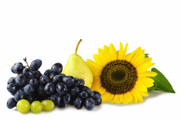 Autumn fruits and sunflower isolated on white background