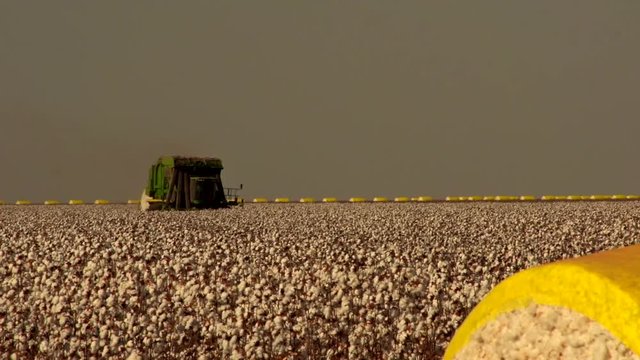 Harvesting cotton