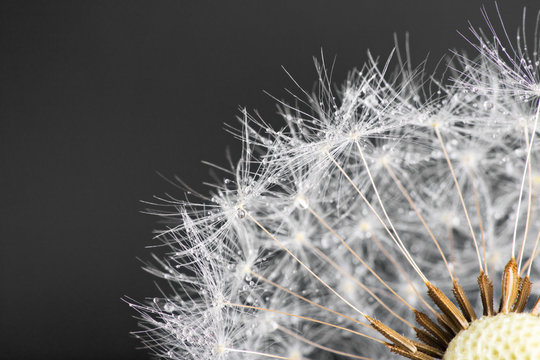 Close-up of dandelion seeds on blue natural background