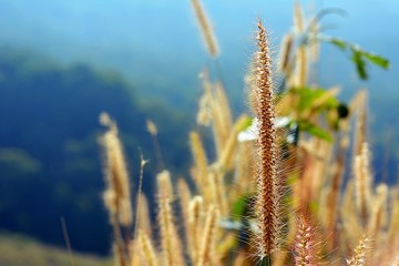 Fototapeta premium beautiful grass landscape