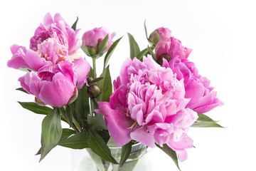Pink Peonies