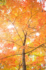 Fall trees by Mississippi