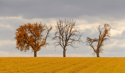 rural autumn trees