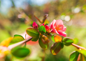 Obraz premium Spring flowers
