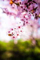 Spring flowers