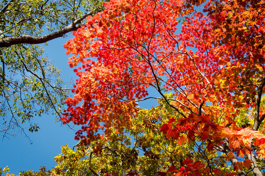 Colorful Autumn Leaves, Japan, Hokkaido, Onuma Quasi National Park