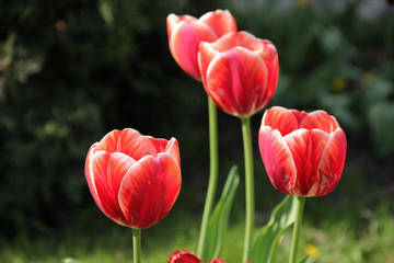 Obraz premium Red tulips