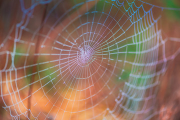 Spider net with dew on the morning