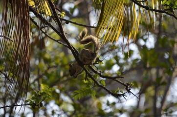 nicaragua squirrel