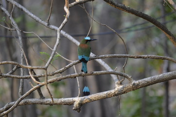 motmot2