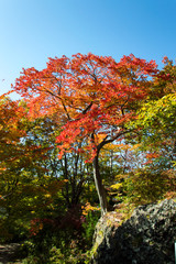 Colorful Autumn Leaves, Japan, Hokkaido, Onuma Quasi National Park