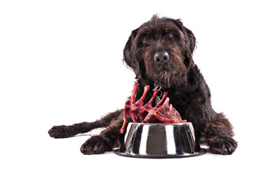 Black dog with bowl full of raw meat isolated on white background