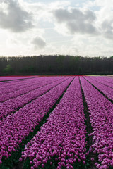 Amazing tulips field