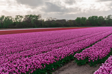 Amazing tulips field