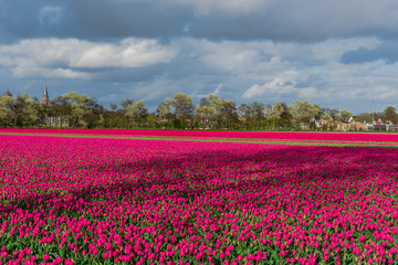 Amazing tulips field