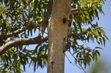 woodpecker