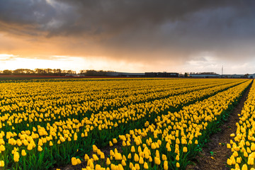 Fototapeta premium Tulips