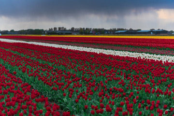 Tulips field