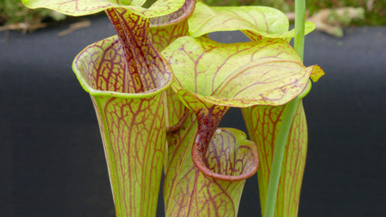 Nepenthes - Carnivorous plants. Her diet is insects and other small animals.