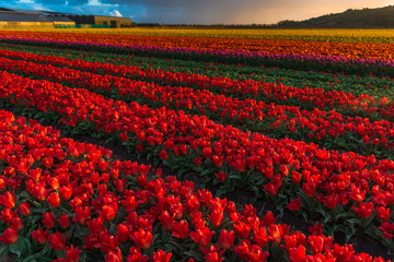 Tulips field