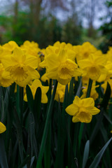 Obraz premium Springtime view