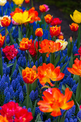 Beautiful tulips flowers