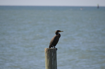 cormorant