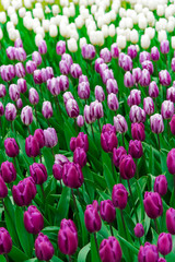 Beautiful tulips flowers