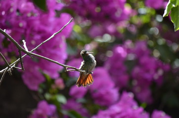 hummingbird5