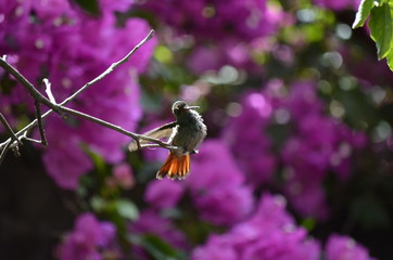 hummingbird3