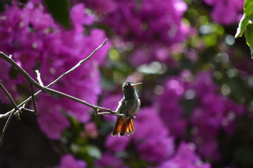 hummingbird4